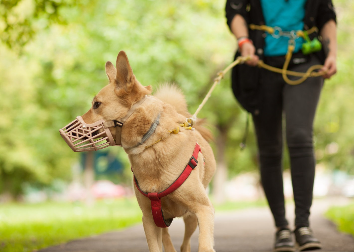С какими собаками нельзя гулять без намордника и поводка в Петербурге?