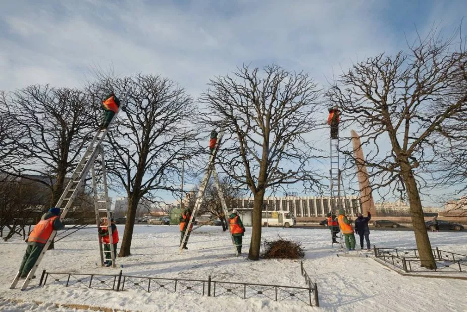Как проходит озеленение Москвы и Санкт-Петербурга: разный подход и разный результат