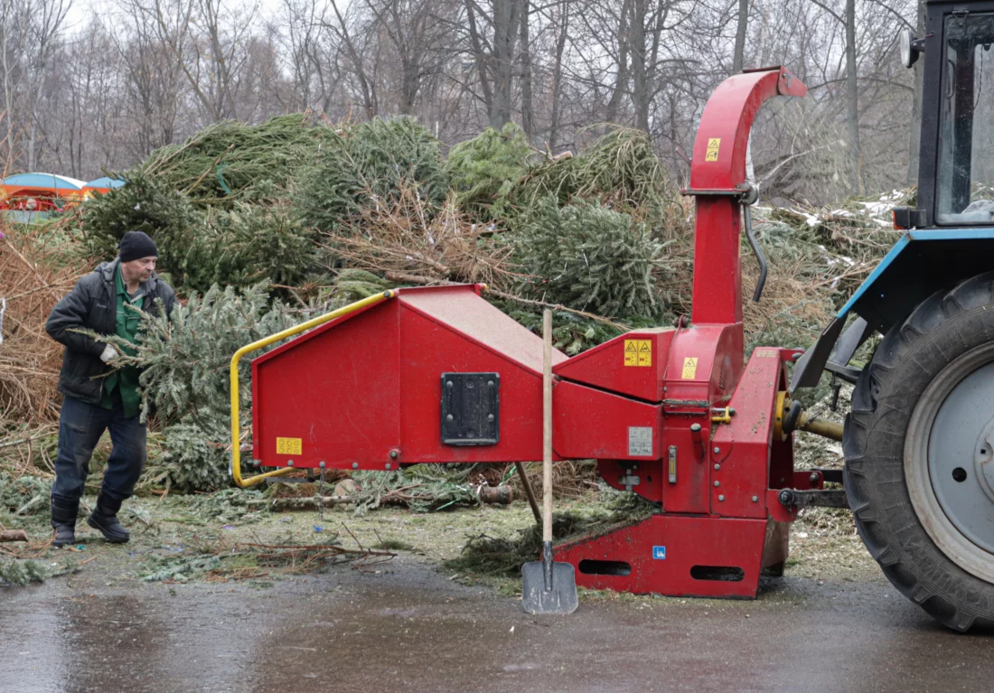 В Петербурге и Ленобласти будут принимать елки на переработку и для корма животным