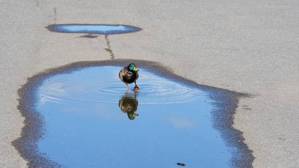 «Водоканал» попросил петербуржцев помочь с поиском луж «Водоканал» попросил петербуржцев помочь с поиском луж